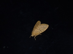 Huangilene