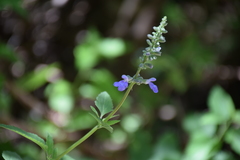 Salvia rypara