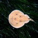 Torpedinidae - Photo (c) Roberto Pillon,  זכויות יוצרים חלקיות (CC BY-NC), הועלה על ידי Roberto Pillon