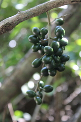 Chondrodendron platyphyllum