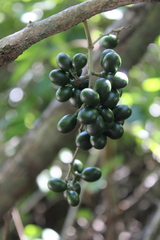 Chondrodendron platyphyllum