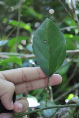 Chondrodendron platyphyllum