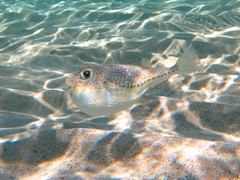 Torquigener flavimaculosus