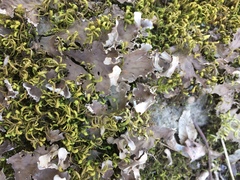 Peltigera elisabethae