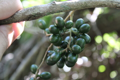 Chondrodendron platyphyllum