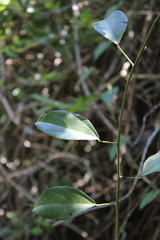 Chondrodendron platyphyllum