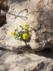 Perityle leptoglossa