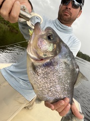 Pygocentrus nattereri