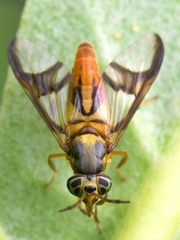 Chrysops dispar