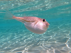 Torquigener flavimaculosus