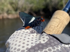 Pyrrhopygopsis socrates