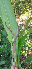 Anthurium harrisii