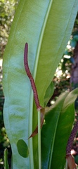 Anthurium harrisii