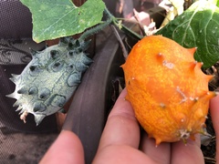 Momordiceae