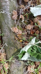 Ctenophora flaveolata