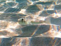 Torquigener flavimaculosus