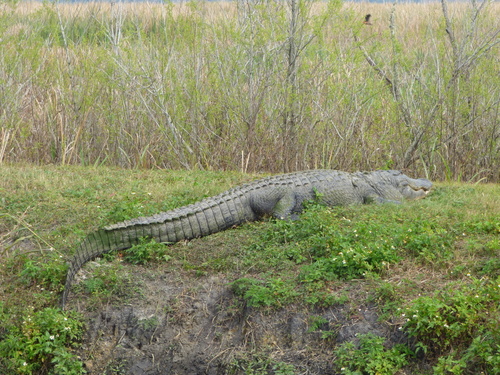 American alligator