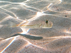 Torquigener flavimaculosus