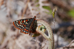 Euphydryas editha taylori