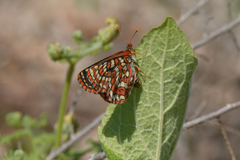 Euphydryas editha taylori