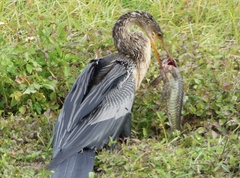 Anhinga anhinga leucogaster