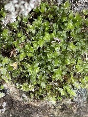 Mnium stellare