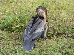 Anhinga anhinga leucogaster
