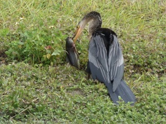 Anhinga anhinga leucogaster