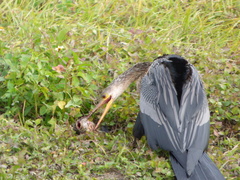 Anhinga anhinga leucogaster
