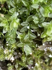 Mnium stellare