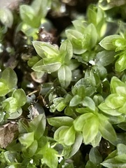 Mnium stellare
