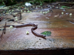 Atractus trilineatus