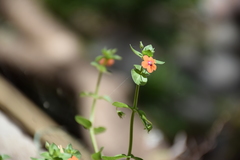 Angiospermae