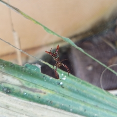 Micrathena sagittata