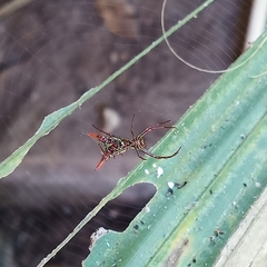 Micrathena sagittata
