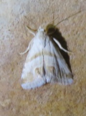 Eublemma ornatula
