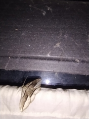 Menophra thuriferaria