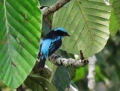 Dacnis lineata