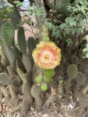 Opuntia galapageia
