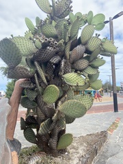 Opuntia galapageia