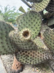 Opuntia galapageia