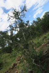 Commiphora tenuipetiolata