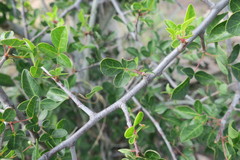 Commiphora tenuipetiolata