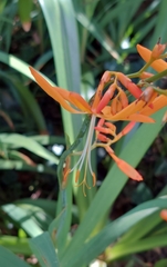 Crocosmia aurea aurea