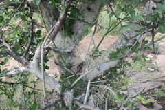 Commiphora tenuipetiolata