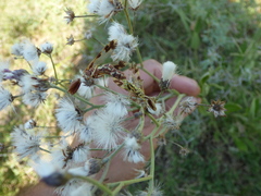 Paramantispa prolixa