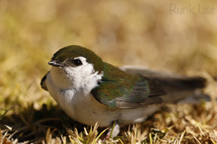 Tachycineta thalassina