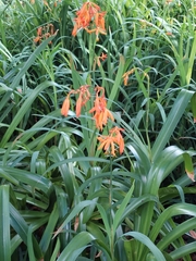 Crocosmia aurea aurea