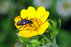 Rhagiini