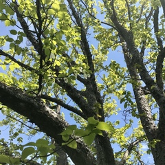Davidia involucrata